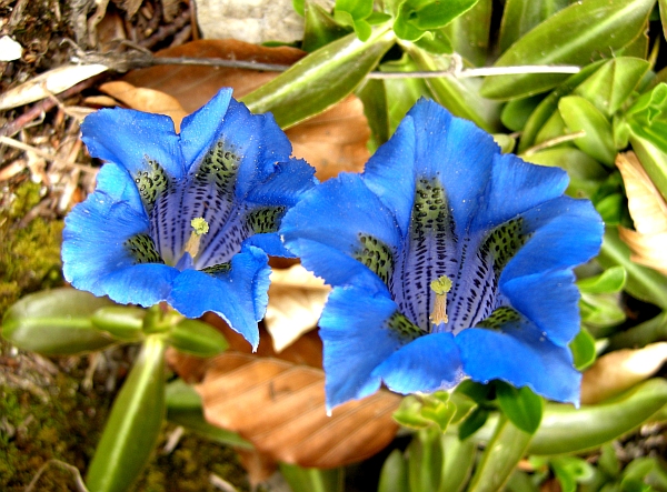 Gentiana dinarica / Genziana appenninica